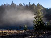 Nebelbank vor Nadelwald im schrägen Licht